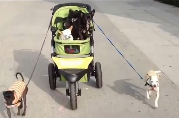 dogs walking dogs dogs walking dogs