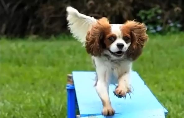Cavalier Agility Slow Motion Cavalier Agility Slow Motion