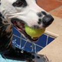 Dalmation Playing in the pool