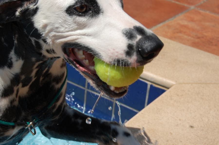 Dalmation Playing in the pool Dalmation Playing in the pool