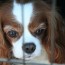Davinia Cavalier King Charles Spaniel