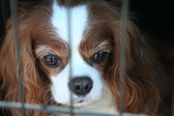 Davinia Cavalier King Charles Spaniel