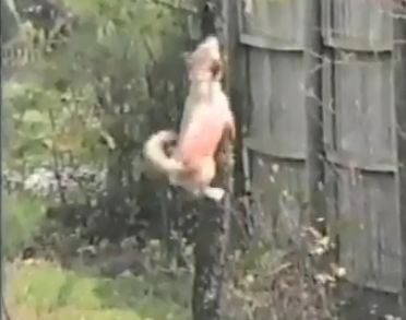 Dog Climbs Tree Like Squirrel