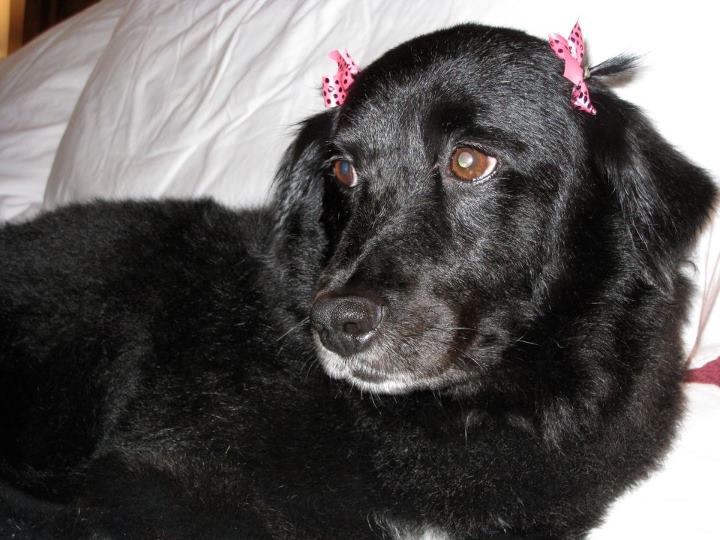 Dog Stolen in Miami Dog Stolen in Miami