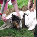 Dog trapped in pipes