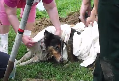 Dog trapped in pipes Dog trapped in pipes