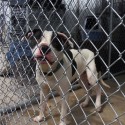Flynn one of the dogs made to fight http://www.petfinder.com/petdetail/23809584