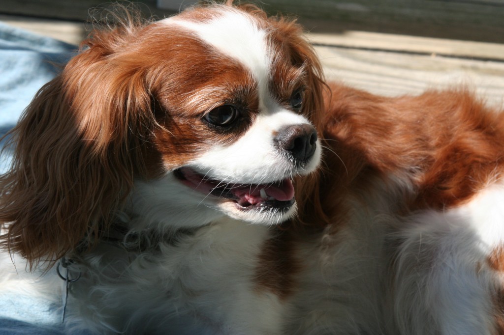 Cavalier King Charles Spaniel