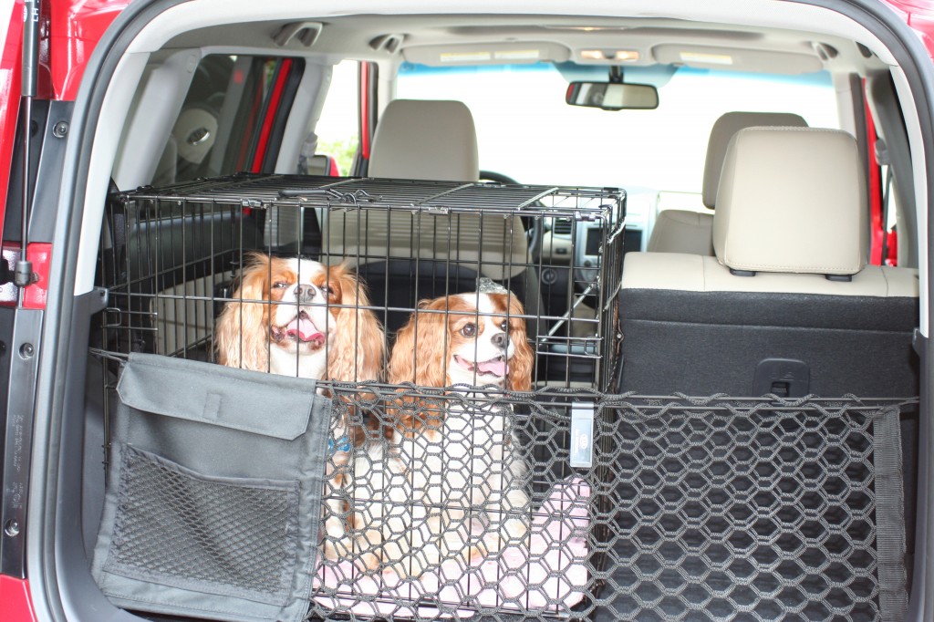 Cavalier King Charles Spaniels in the back of a Kia Soul Cavalier King Charles Spaniels in the back of a Kia Soul