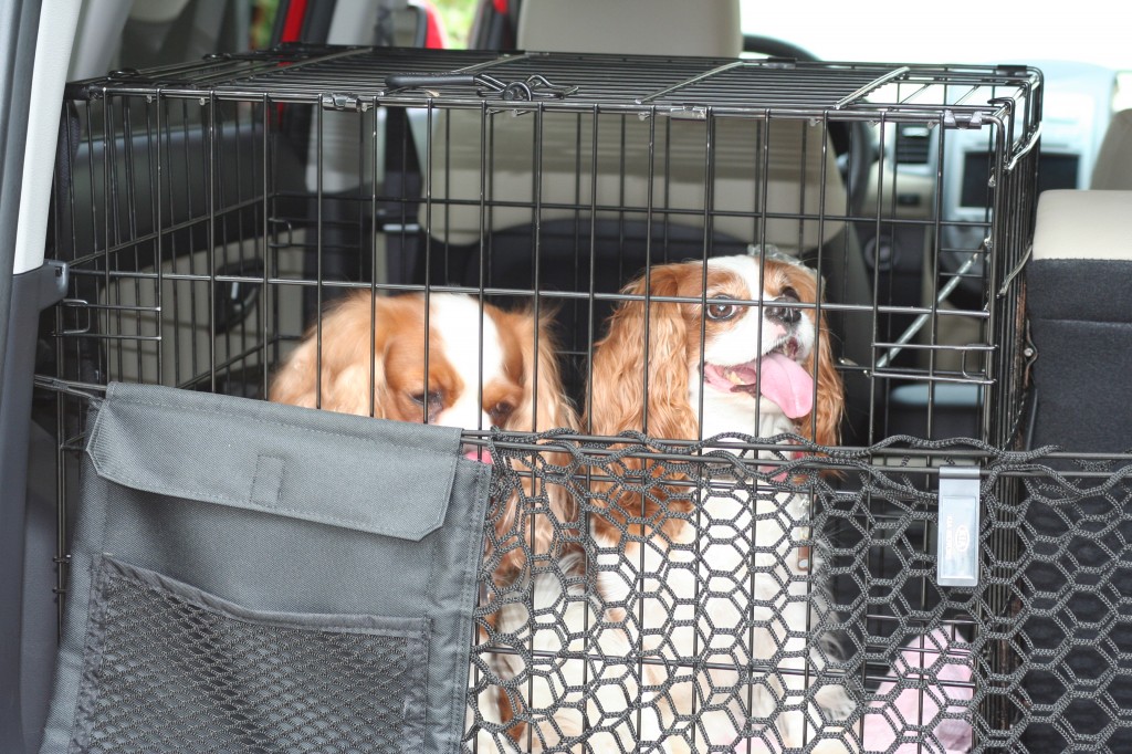 Cavalier King Charles Spaniels in the Kia Soul