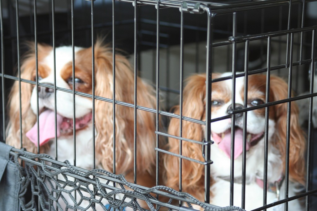 Cavalier King Charles Spaniels