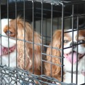 Cavalier King Charles Spaniels