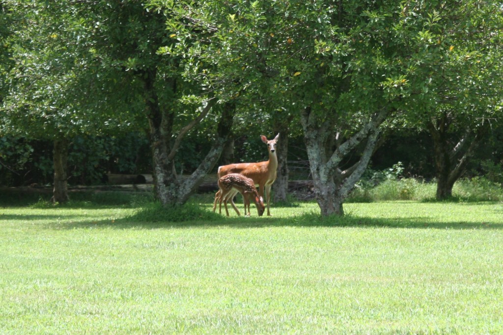 momma deer and her baby