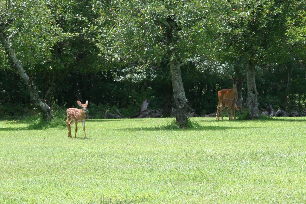 momma deer with their babies