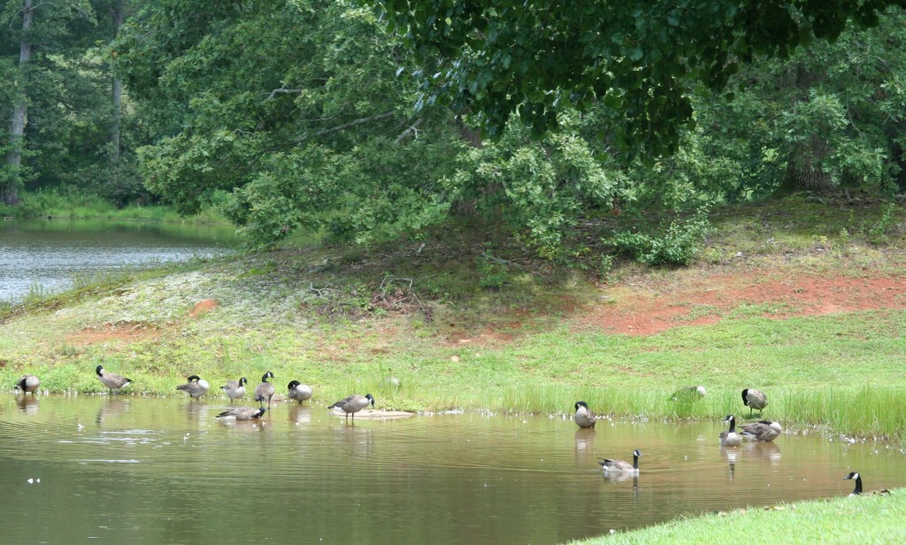 Geese in a pond