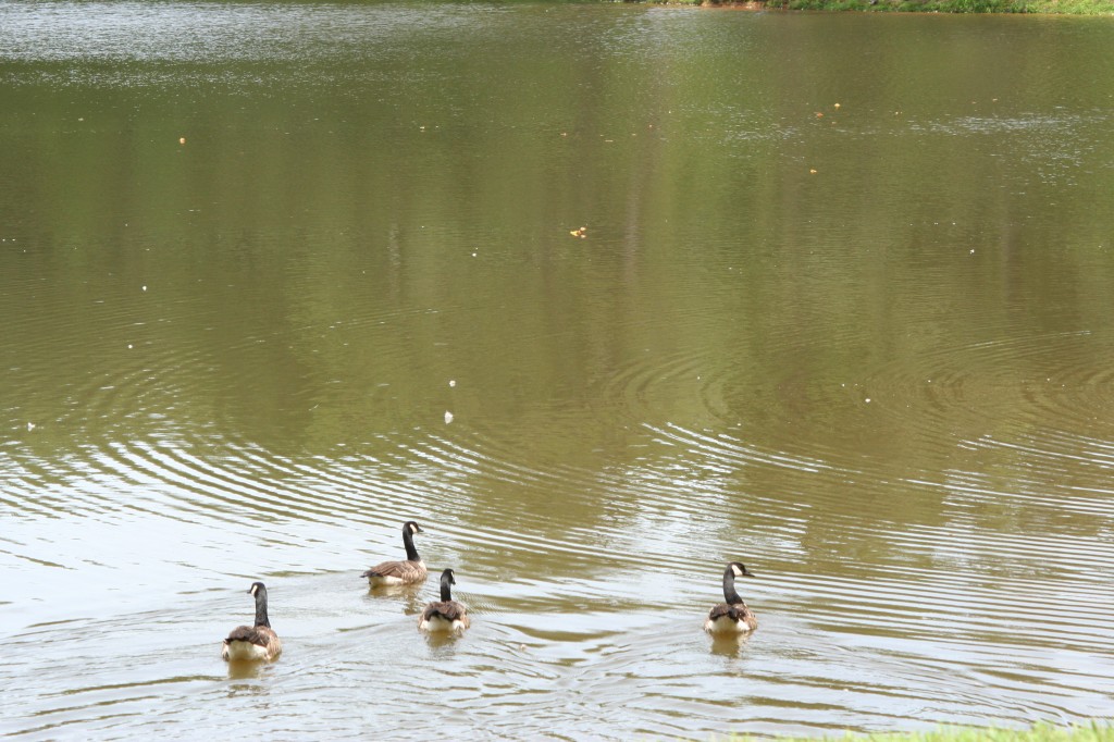 Geese Swimming