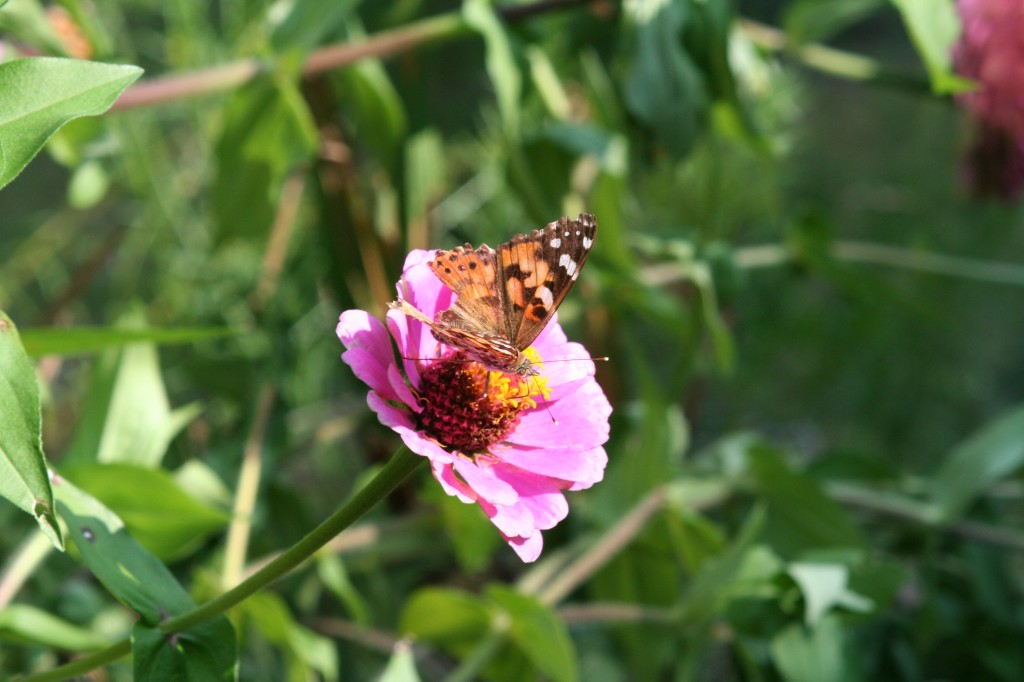 Butterfly on Flower