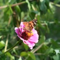 Butterfly on Flower