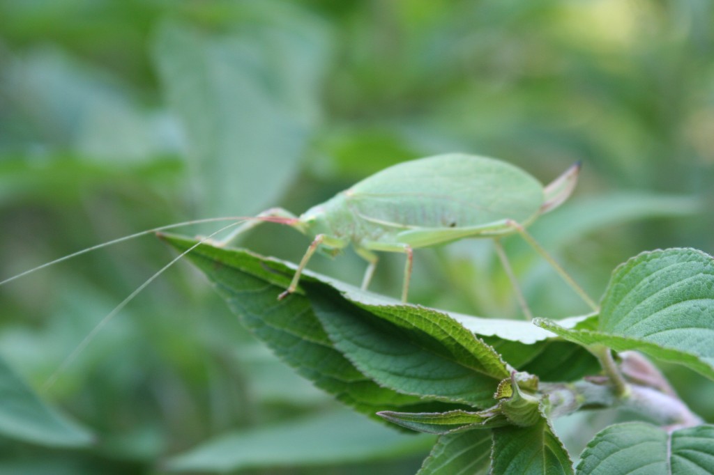 Bug on Leaf