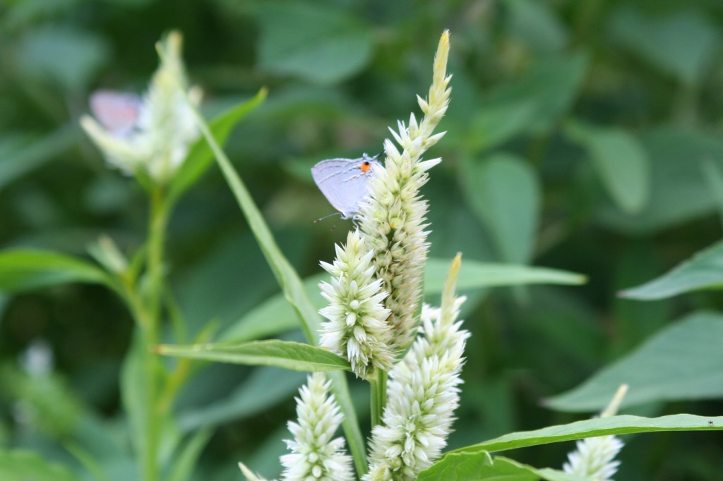 Purple Butterfly