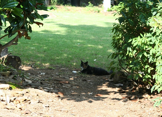 Dora's Garden