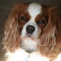 Indiana the Cavalier King Charles Spaniel