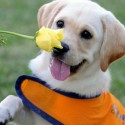Xena Lab Puppy service dog in training