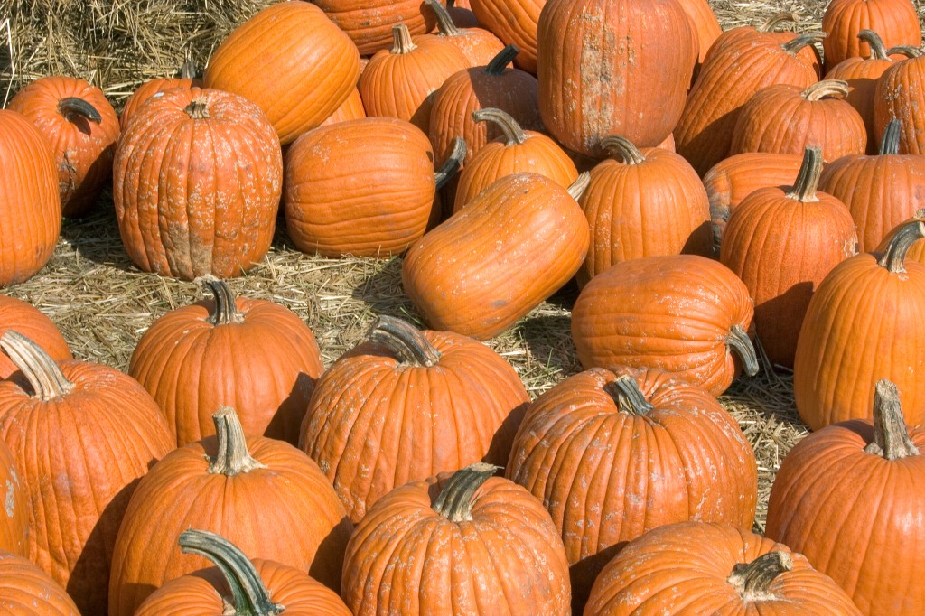 pumpkins