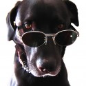 Friendly Dog