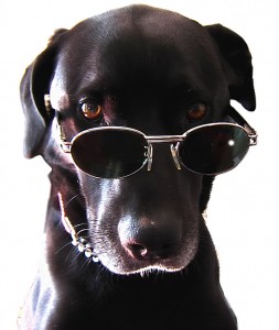Friendly Dog Friendly Dog