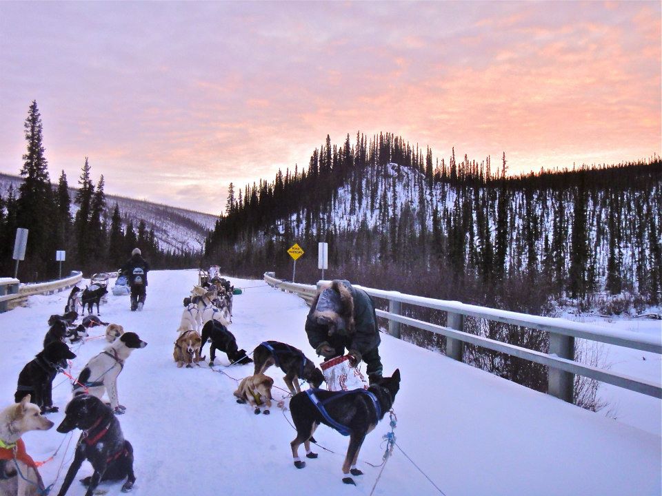 snack time for the sled dogs snack time for the sled dogs photo courtesy of Top of the World 300