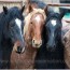 wild horse preservation