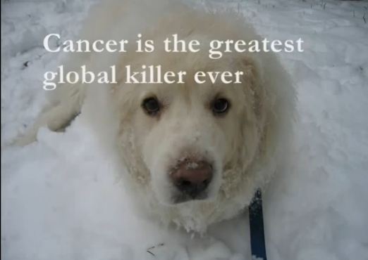 2 million dogs 2 million dogs