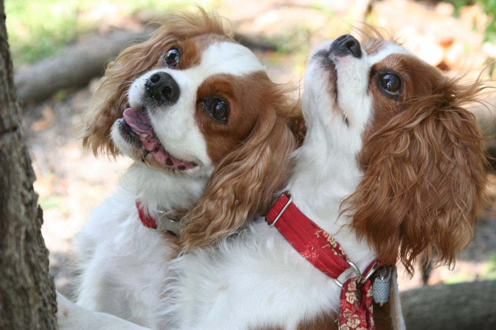 Davinia Indiana collars