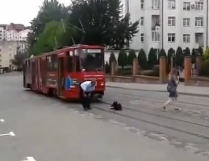 Dog Refuses to Let Tram Pass Dog Refuses to Let Tram Pass