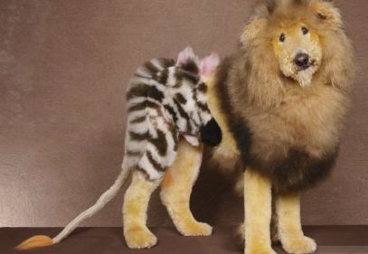Dog Zebra and Lion