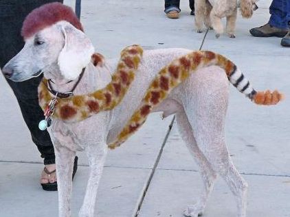 Dog as a snake