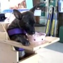 Dog with Megaesophagus