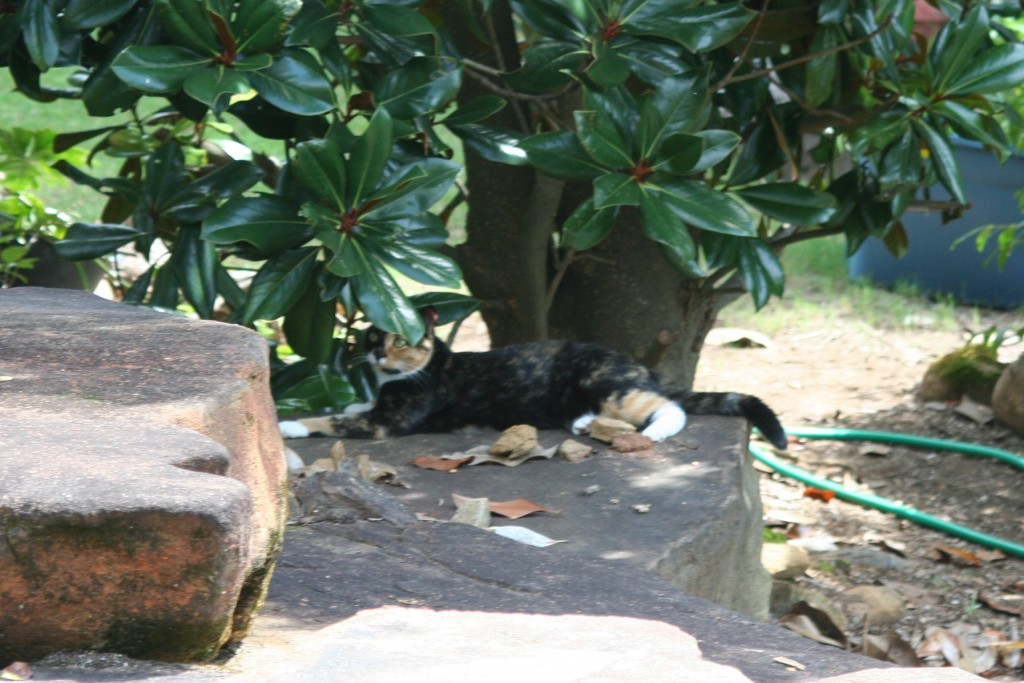 Dora the cat on rocks