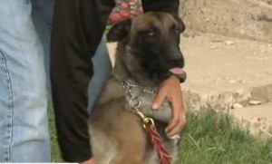New Mexico Drug Sniffing Dog New Mexico Drug Sniffing Dog