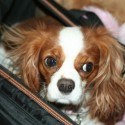 Cavaliers King Charles Spaniel Traveling