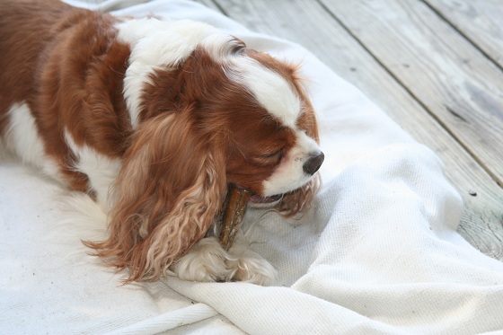 Cavalier King Charles Spaniel