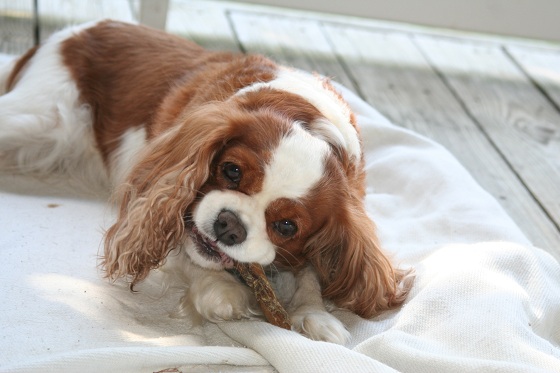 Cavalier King Charles Spaniel
