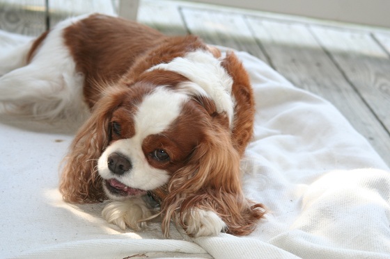 Cavalier King Charles Spaniel