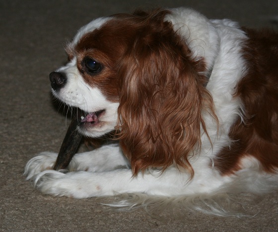 Cavalier King Charles Spaniel 