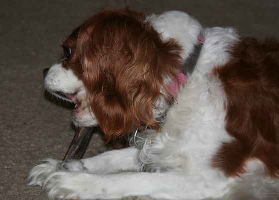 Cavalier King Charles Spaniel