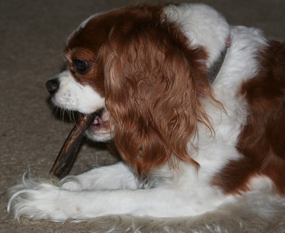 Cavalier King Charles Spaniel