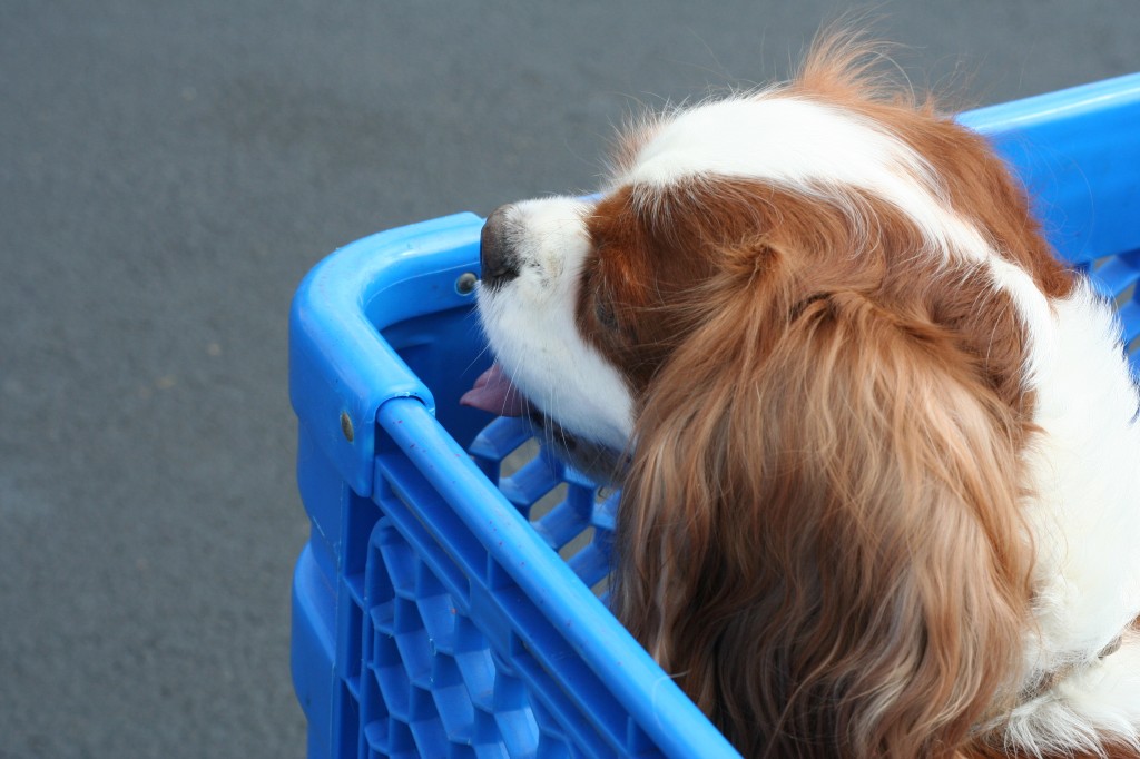 Cavalier King Charles Spaniel
