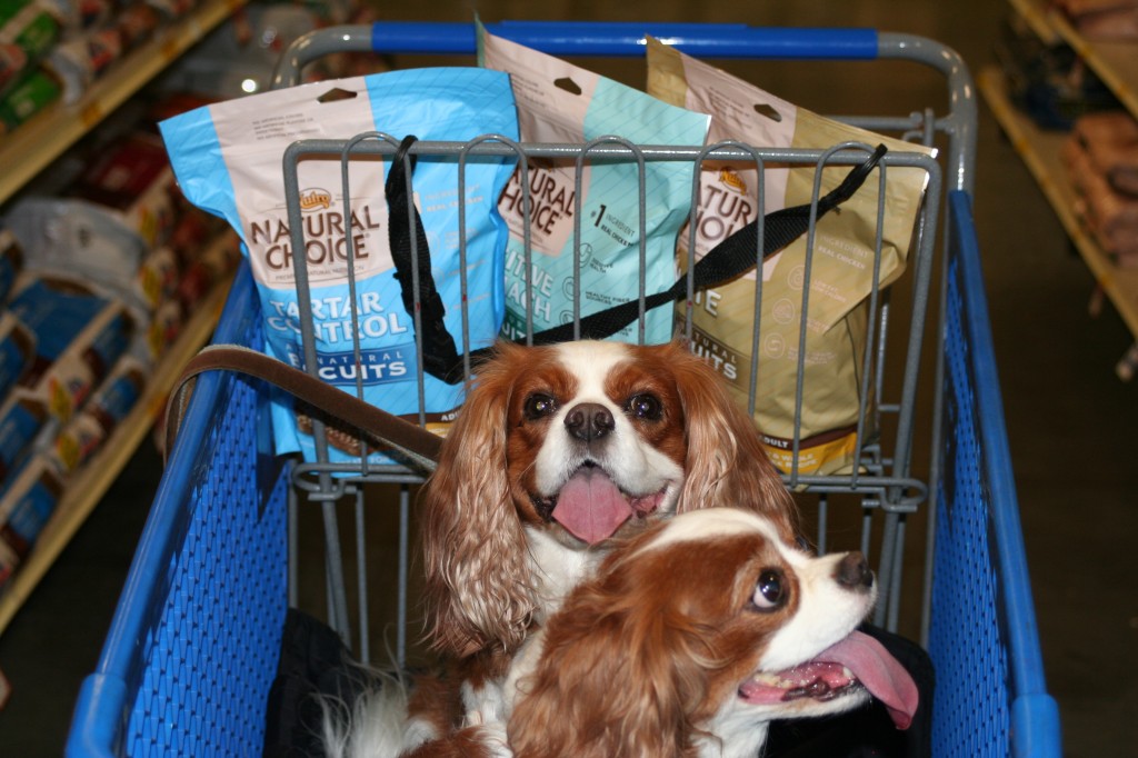 Cavalier King Charles Spaniels with treats