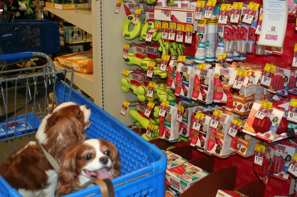 Cavalier King Charles Spaniels at the pet store